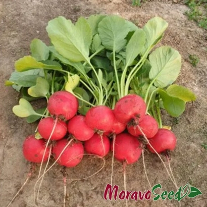 Свіжий редис сорту Стела на землі з логотипом MoravoSeed