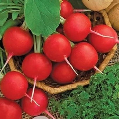 Кошик з червоною редискою та зеленими листками - Суперстар