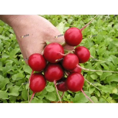 Рука держит свежие красные редисы на фоне зелёной листвы. - ТЕКО