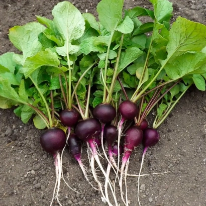 Fresh dark purple radish with green leaves on soil - DARK NIGHT