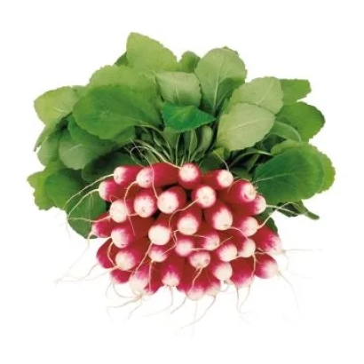 Свіжий редис з зеленими листками на білому фоні - ТРЕТО