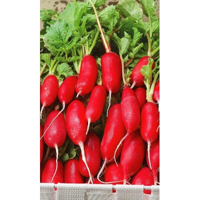 Fresh red radishes in a basket - SPRING MIRACLE