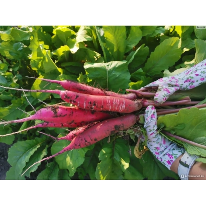 Свежие красные редисы на стеблях с зелёными листьями на фоне - Вулкан