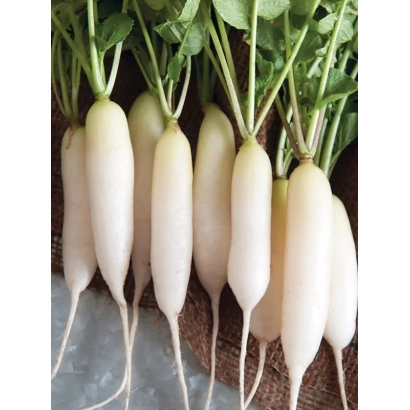 Свежий редис с зелеными листьями на фоне - Вайт Брекфаст