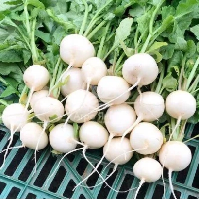 Свежий редис на зелёной сетке - Вайтелла