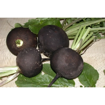 Свежий редис Зимняя круглая черная на фоне зелени