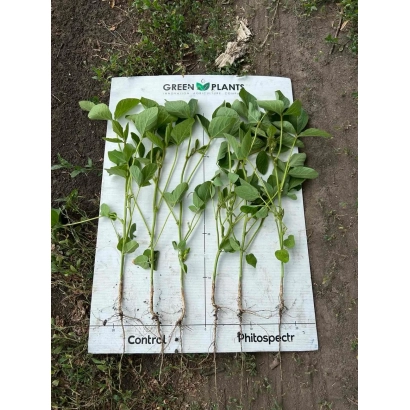 Сравнительное фото растений БТС-Фитоспектр и контроля на белой подложке