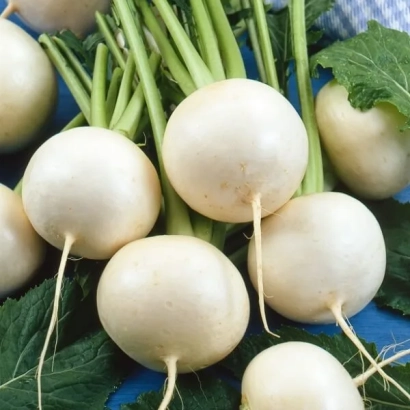 Свежая репа на фоне зелени - АЛЬБА