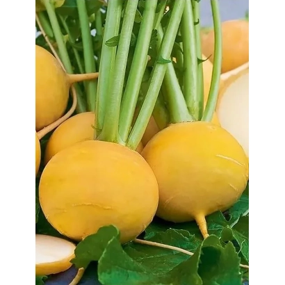 Свежая репа желтого цвета с зелеными ботвами - Луна