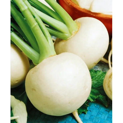 Свежая репа с зелеными черешками на фоне - Орбита