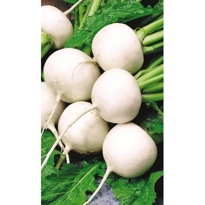 Свежие белые репы с зелеными листьями - Снегурочка