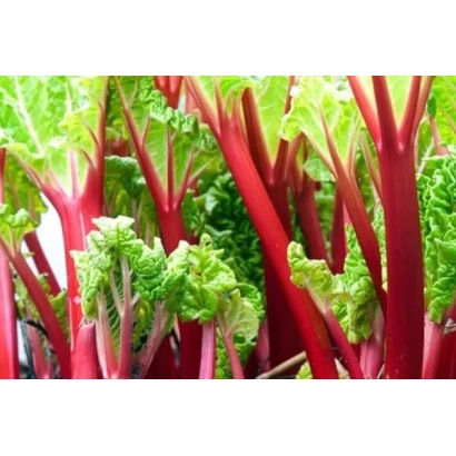 Свежий ревень с красными черешками и зелеными листьями - Цукатный