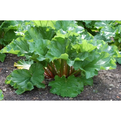 Ревень крупночерешковый на гряде