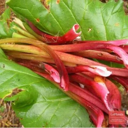 Свежий ревень с красными черешками и зелеными листьями - Зарянка