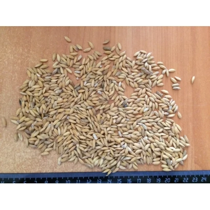 Rice Kurazh | Kurazh on wooden surface