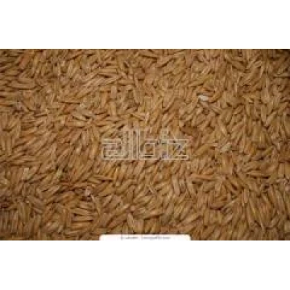 Рис Славутич на фоне зерна