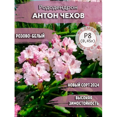 Рододендрон Антон Чехов розово-белый, сорт 2024