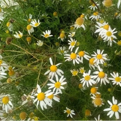 Поле ромашки - Подмосковная