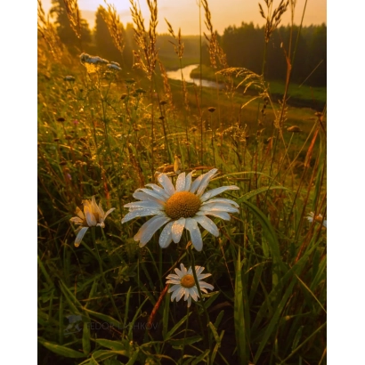 Поле ромашки на закате - Рассвет