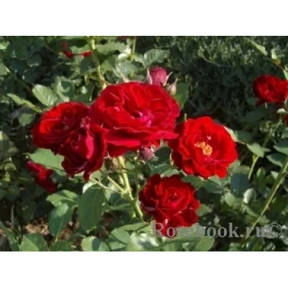 Red roses on a green background - Alen