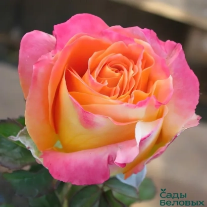 Yanka rose with gradient petals from pink to orange