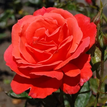 Красная роза сорта Анжелика на фоне зелени