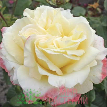 Белая роза с розовыми краями лепестков - Атена