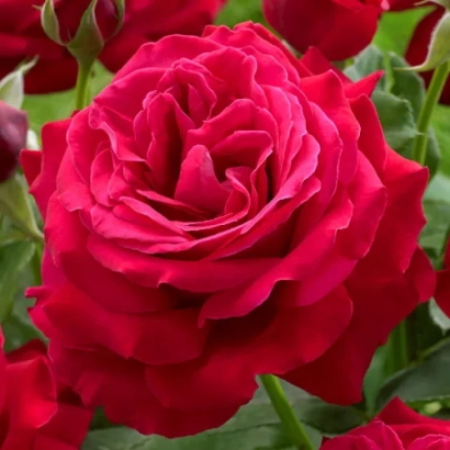 Крупный план ярко-красной розы сорта Дам де Кер