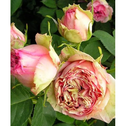 Роза сорта ДЖИМ | JIM на фоне зелени