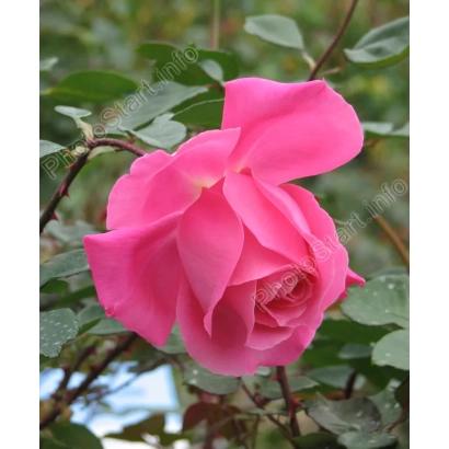 Роза сорта Феодосийская Красавица на фоне зелени