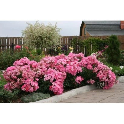 Роза сорта Фортуне в цветущем саду