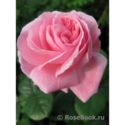 Роза сорта ГАГАРИН на фоне зелени