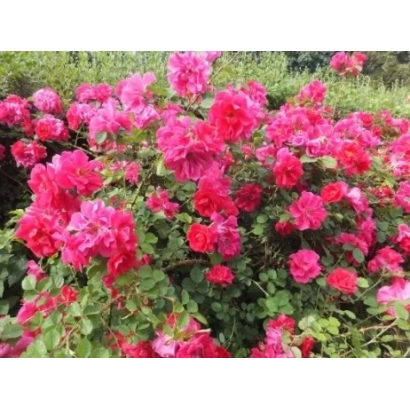 Куст роз сорта Грациозный Танок - Грацийний Танок