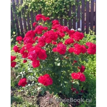 Куст красных роз на фоне забора - ХЕРСОНЕС