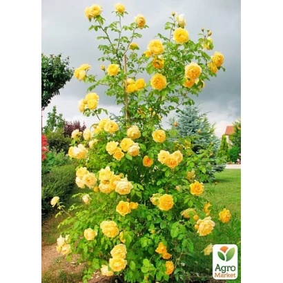 Роза сорта Хортиця на фоне сада