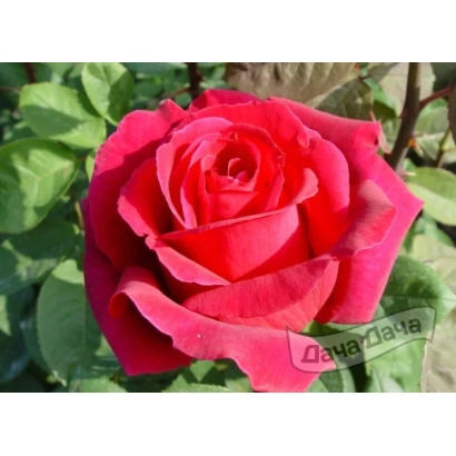 Красная роза сорта Дача-Дача на фоне зелёных листьев - Илона