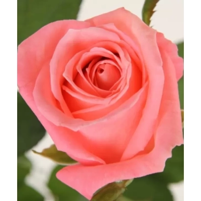 Роза Карина