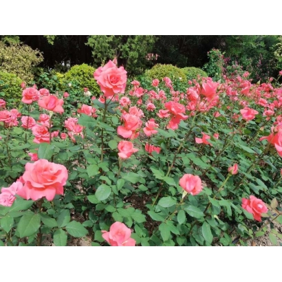 Coral Surprise roses in a flower bed