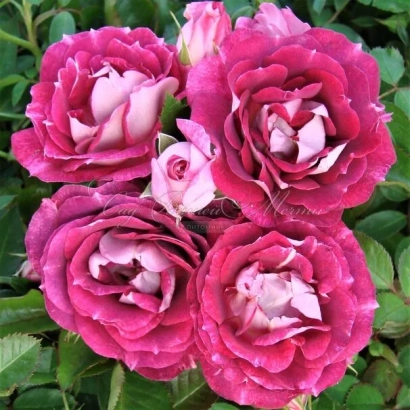 Роза сорта Лексаллеб на фоне зелени