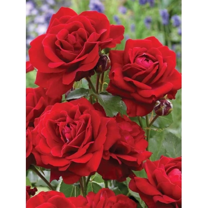 Red roses of the Lilly Marlen variety against green foliage and purple flowers
