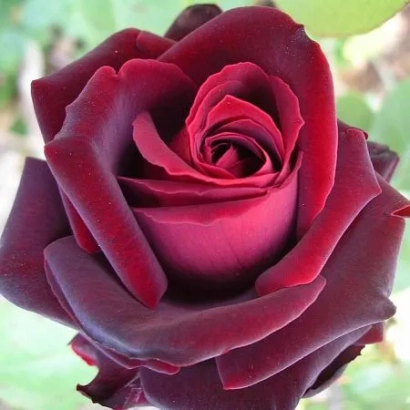 Крупный план темно-красной розы - МАГИЯ