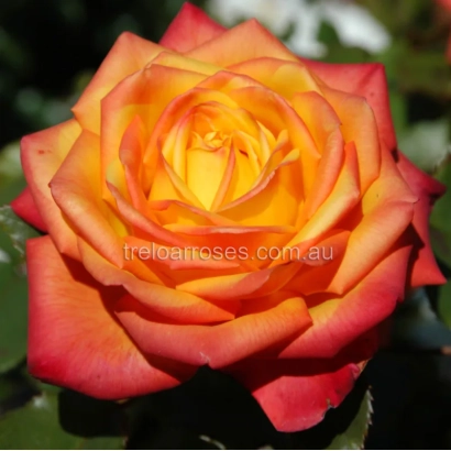 Роза Магма на фоне зелени