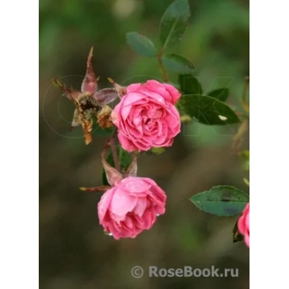 Роза Мальчик-с-пальчик на фоне зелени