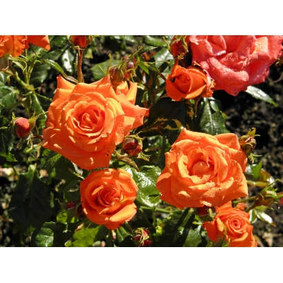 Куст роз с оранжевыми цветами - Марина