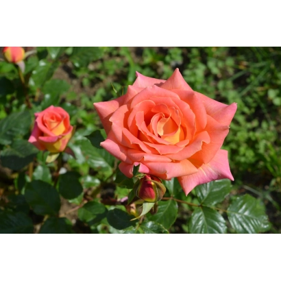 Роза сорта Мечта на фоне зелени