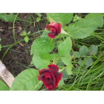 Красные розы на зелёных листьях и траве - МЕЙКОФУМ