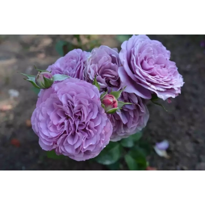 Роза фиолетового цвета с бутонами на фоне земли - МЕЙКВАЛИС