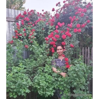 Куст роз с красными цветами на фоне забора - МЕЙОВСКИ