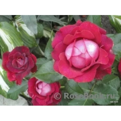 Красная роза сорта Rosa Bankru на фоне зелени - МИСХОР