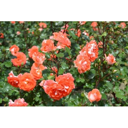 Куст роз сорта Наталья Муравская на фоне зелёных листьев